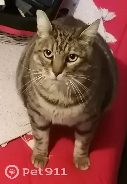 Chat tigré câlin trouvé à Millas - photo