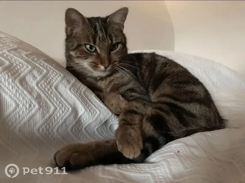 Chat perdu, Clos du Poirier, Saint-Nolff - photo