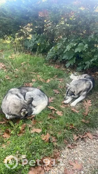 Husky mâle non castré trouvé à Lamothe - photo