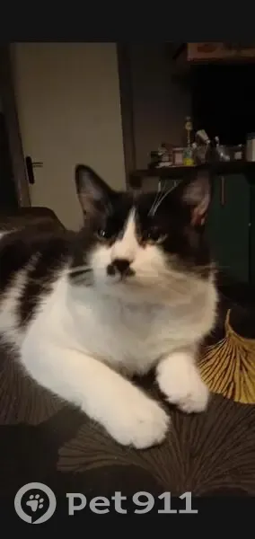 Chat perdu noir et blanc, moustache Chaplin - photo