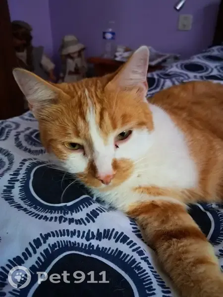 Chat roux et blanc perdu à Coutras - photo