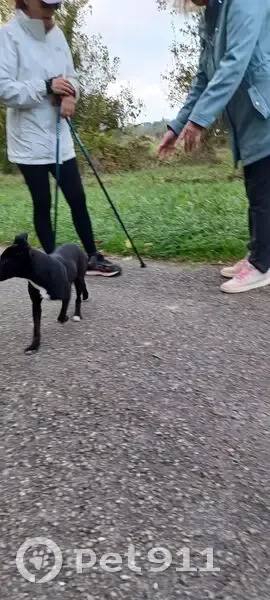 Jeune chienne noire trouvée à Grépiac - photo