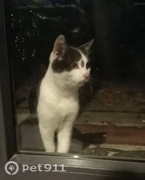Chat affectueux trouvé près du Lycée Orchies - photo