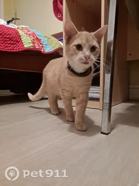 Jeune chat roux trouvé à Poitiers - photo