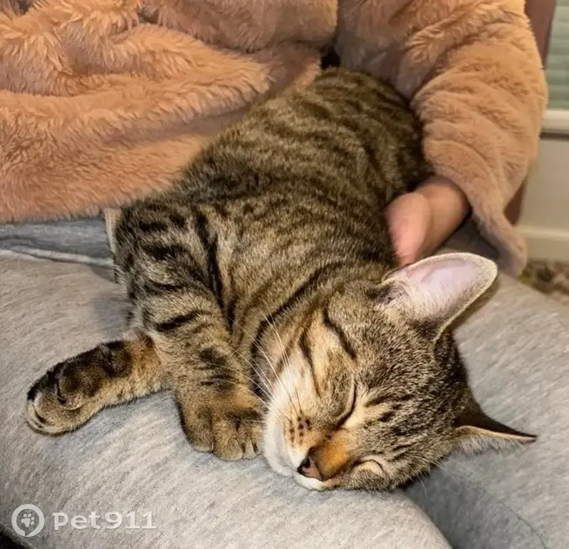 Chat perdu : Mozart, tigré, 7 mois, Linars - photo