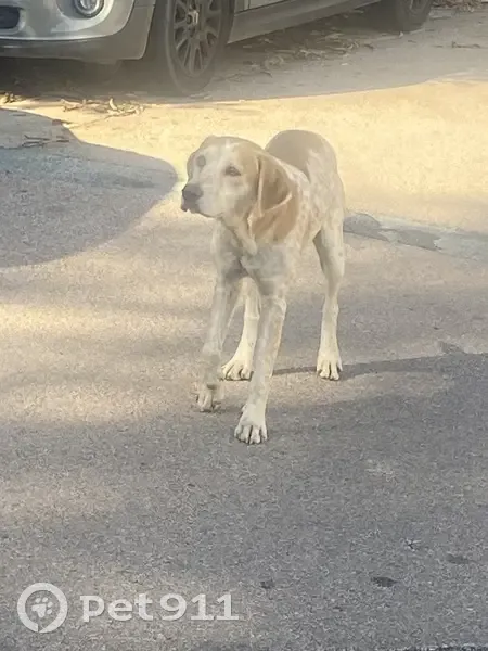 Chien marron mâle trouvé à Campo, Corse - photo