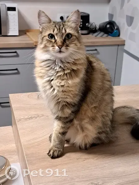 Chatte tigrée Una perdue à Chaulnes - photo