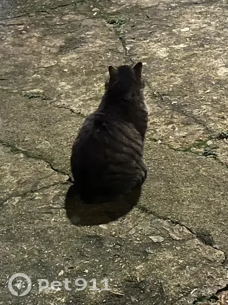 Chat trouvé câlin, blanc et tigré, Coussay - photo