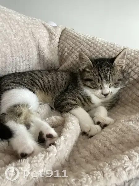 Chat perdu à Maresché, Rue de Beaumont - photo