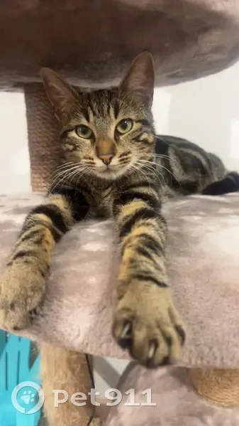 Chat apeuré trouvé à Lormaison - photo