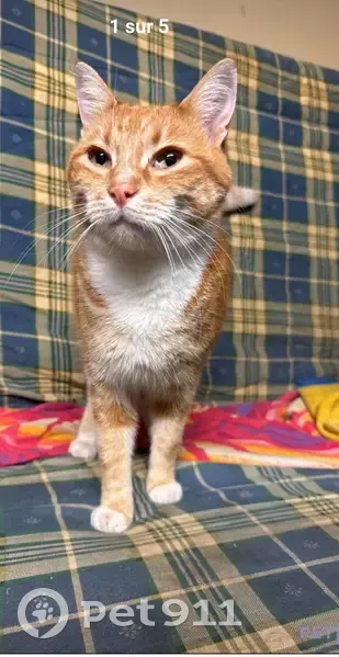 Chat roux-blanc trouvé à Houdan - photo