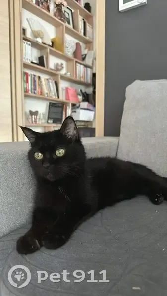 Chatte noire perdue, 17 ans, Annecy - photo