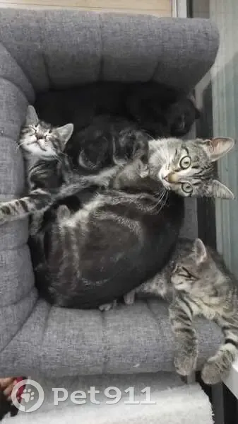Chatte tigrée disparue à Anse - photo