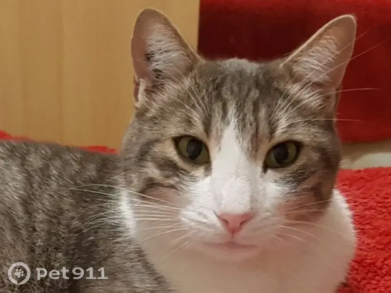 Chat européen mâle gris perdu à Marignane - photo