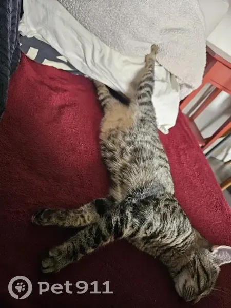 Chat mâle 5 mois perdu à Montrabé - photo
