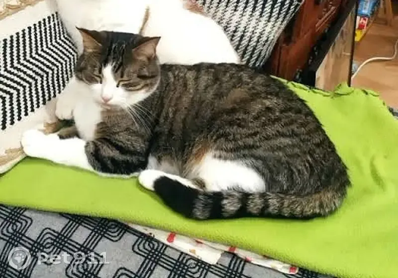Chatte tigrée disparue à Andouillé - photo