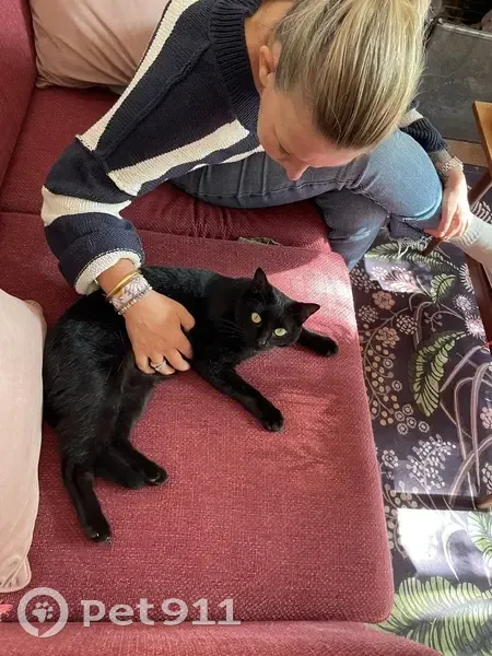 Chatte noire perdue à Fontaine-Française - photo