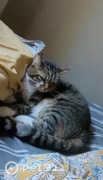 Chatte tigrée perdue à Montereau - photo