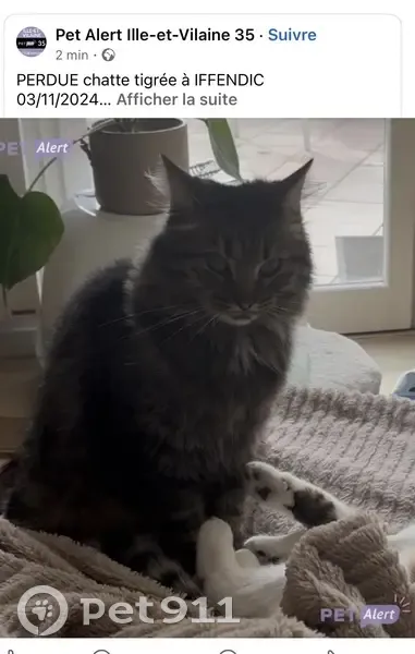 Chatte tigrée disparue à Iffendic - photo