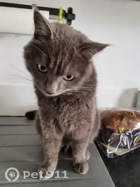 Chat disparu à Saône, rue de la Glacière - photo