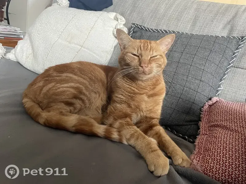 Chat roux mâle disparu à Scharrachbergheim - photo