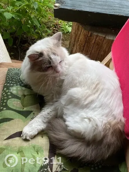 Chatte Ragdoll perdue à Arcangues - photo