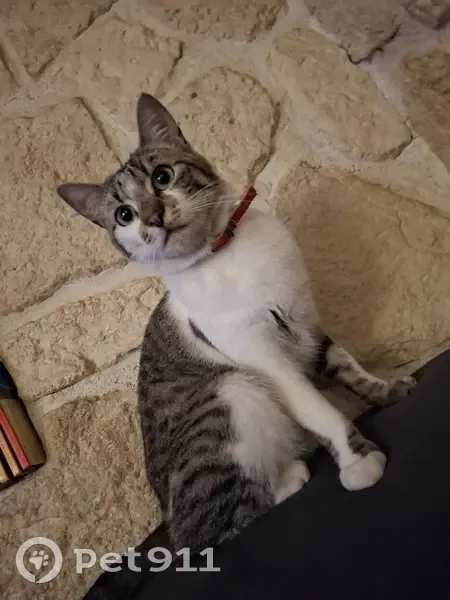 Chatte tigrée perdue, collier rouge, Montel - photo