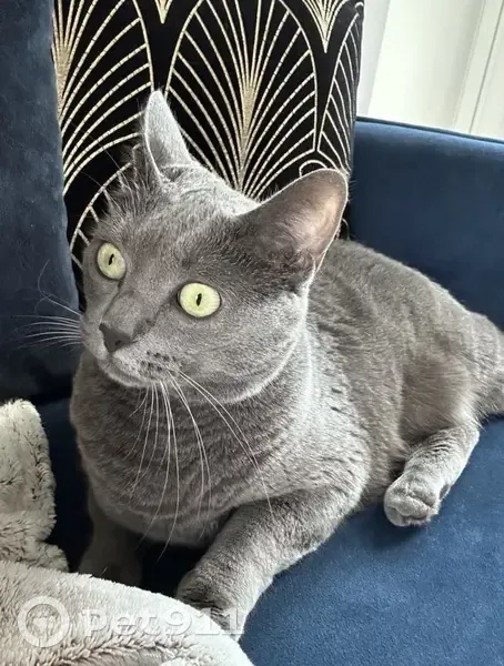 Chatte Chartreux disparue à Dardilly - photo