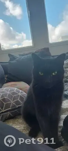 Chatte noire disparue à Tourville-sur-Sienne - photo