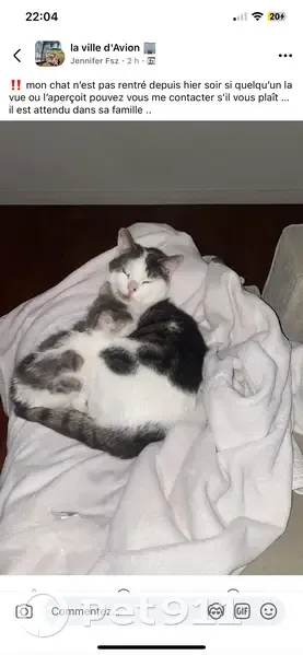 Chat noir et blanc perdu à Avion - photo