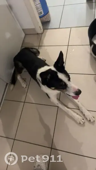 Chien de berger trouvé près du tram 1er Mai - photo