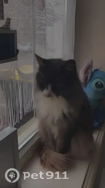 Chatte noire et blanche trouvée à Lillers - photo