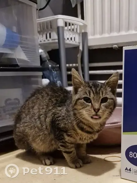 Chatte adulte maigre trouvée à Audruicq - photo