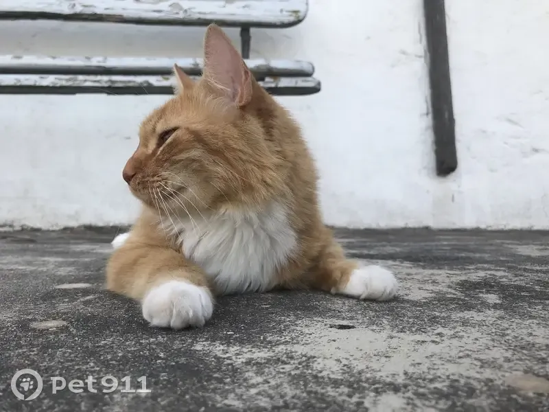Chat roux/blanc perdu à Sète, Rue Belfort - photo
