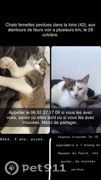 Recherche chats disparus à Feurs - photo