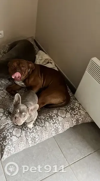 Deux chiens mâles perdus à Hautefage-la-Tour - photo