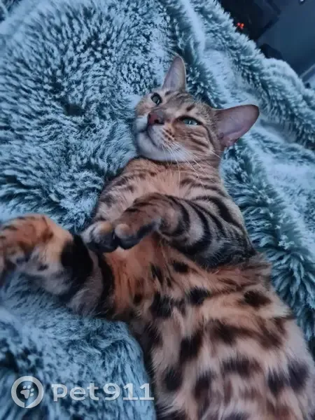 Chatte bengale disparue à Colomiers - photo