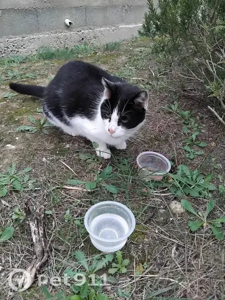 Chat sociable trouvé à Malves-en-Minervois - photo