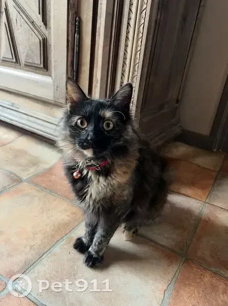 Chatte écaille perdue, Lily, collier rouge - photo