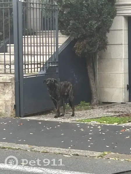 Chien errant rue Turenne pris en charge SPA - photo