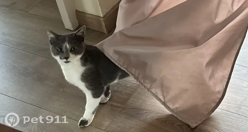 Chat perdu à Denain : Guizmo, 7 mois, gris/blanc - photo