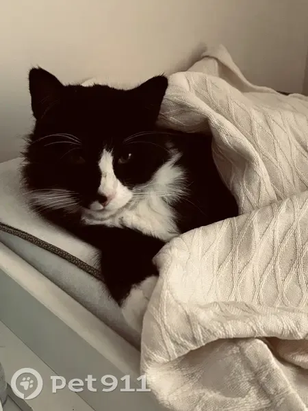 Chat perdu à Nercillac, style Maine Coon - photo