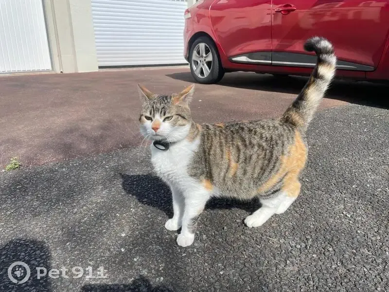 Petite chatte tricolore perdue à Nantes - photo