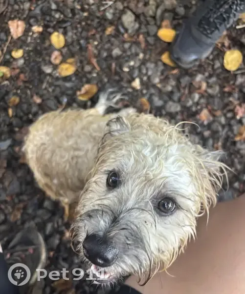 Bichon maltais mâle trouvé au Vauclin - photo