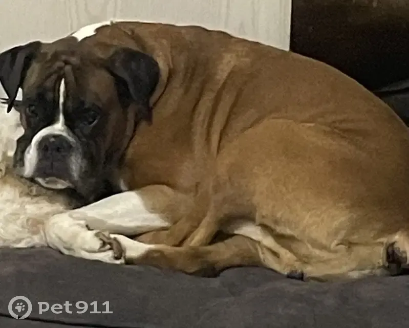 Boxer mâle fauve perdu à Vézénobres - photo
