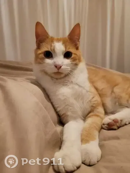 Chat roux et blanc perdu près de Ronchin - photo
