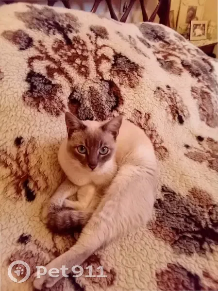 Chat siamois beige/gris perdu 22/10 - photo