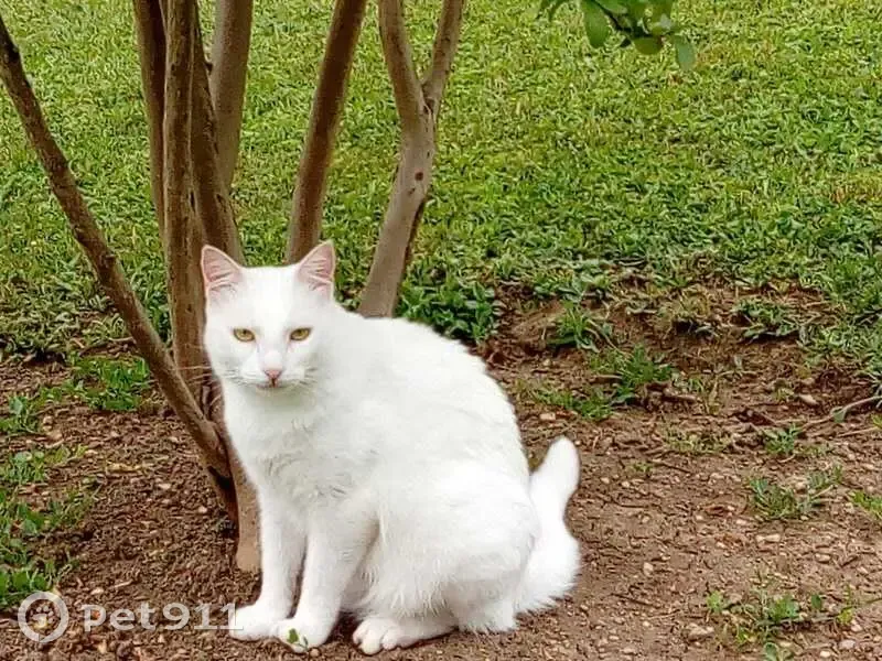 Chat blanc perdu à Montagnole - photo