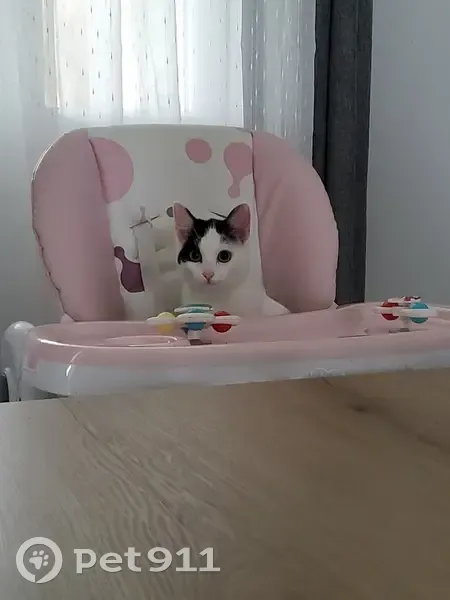 Chat perdu : stérilisé et identifié à Seuillet - photo