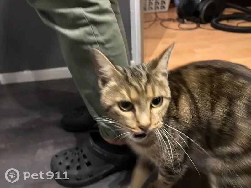 Chat femelle trouvée à Triel-sur-Seine - photo